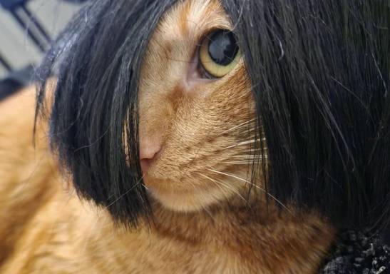 foto kucing pakai wig hitam (reddit.com/FujoshiJade)