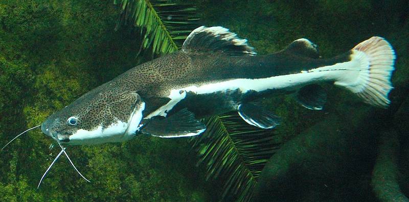 ilustrasi Wels catfish dari Eropa (commons.wikimedia.org)