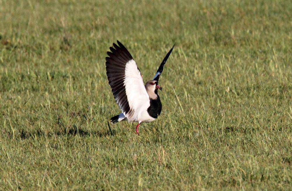 Southern lapwing (commons.m.wikimedia.org/Dominic Sherony)