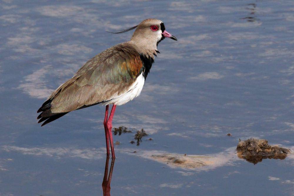 Southern lapwing (commons.m.wikimedia.org/Charles J. Sharp)
