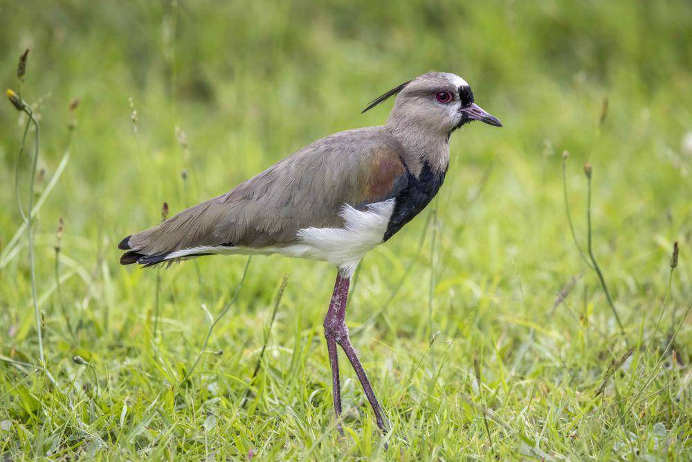Southern lapwing (commons.m.wikimedia.org/Charles J. Sharp)