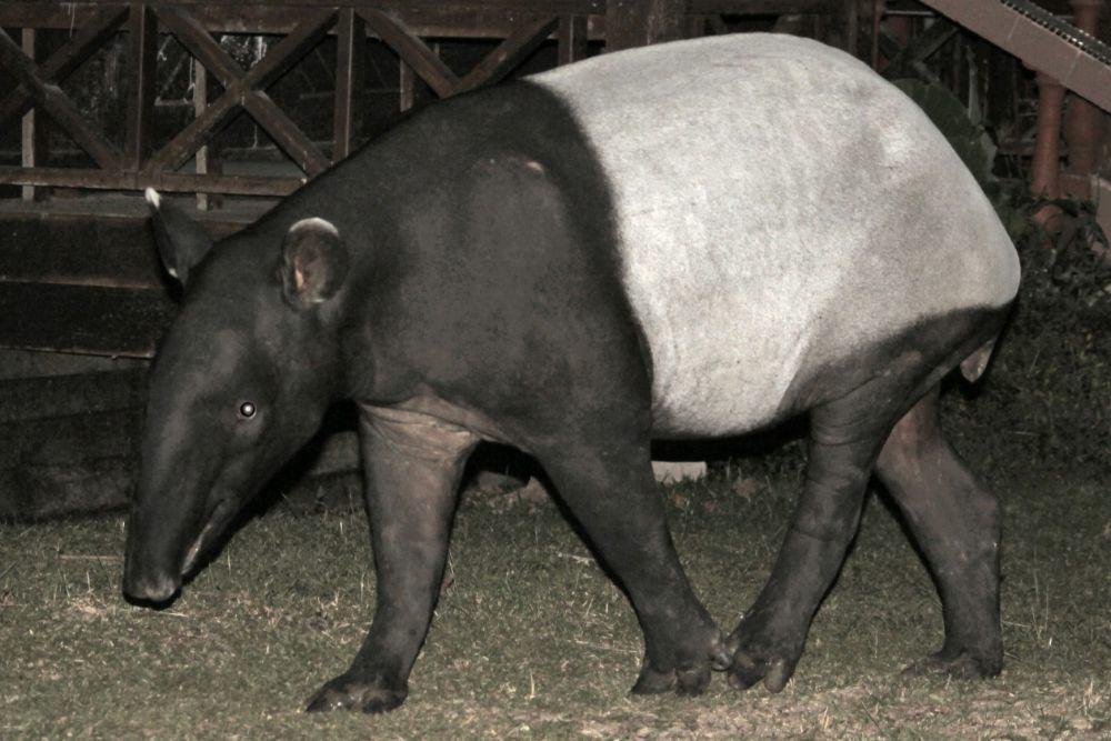 5 Fakta Unik Tapir, Satwa Langka dengan Hidung Mirip Belalai