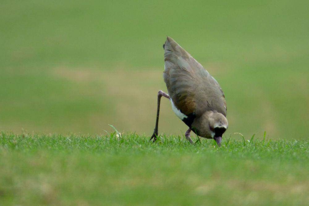 Southern lapwing (commons.m.wikimedia.org/Alejandro Bayer Tamayo)