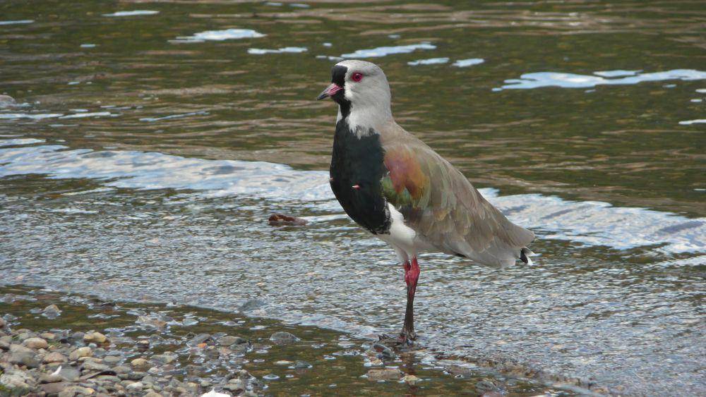 Southern lapwing (commons.m.wikimedia.org/Alonso Inostrosa Psijas)