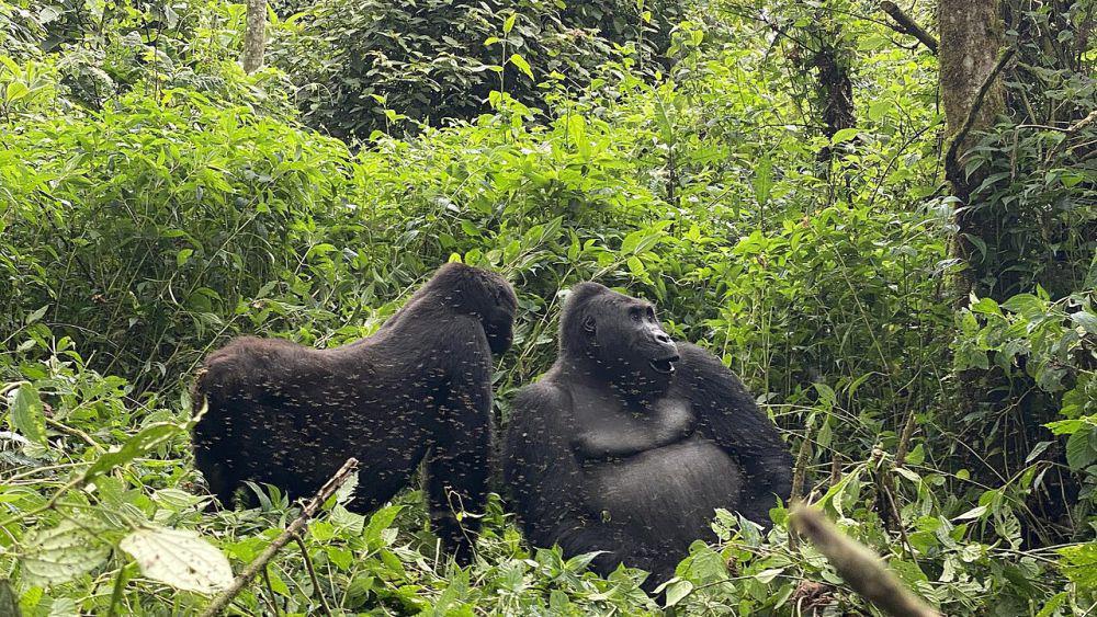 5	Fakta Gorila Timur, Pukulannya Bisa Menghancurkan Tengkorak Manusia