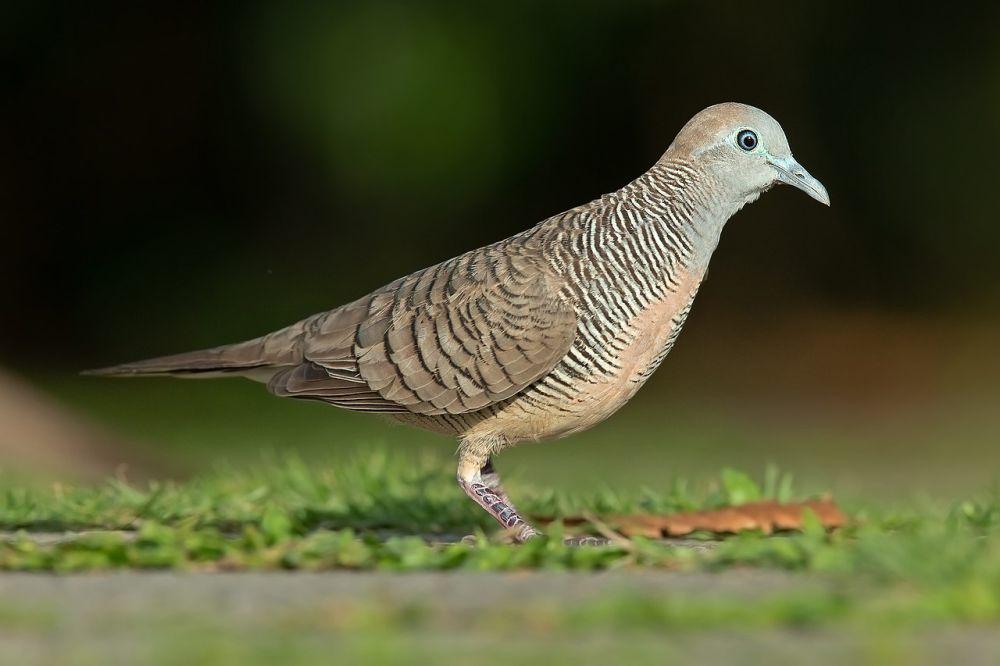 ilustrasi Geopelia striata (commons.wikimedia.org/JJ Harrison)