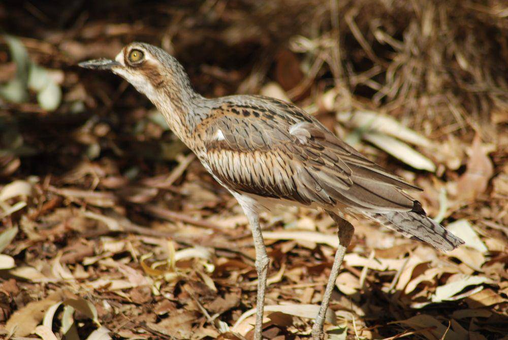 Wili-wili semak (commons.m.wikimedia.org/Richard Fisher)