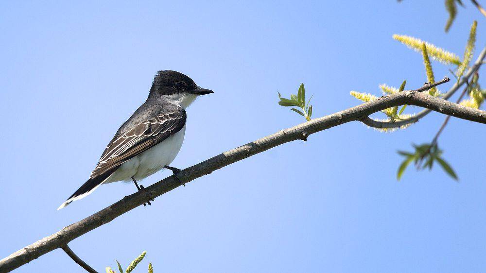 Eastern kingbird (commons.m.wikimedia.org/Checkerberry)