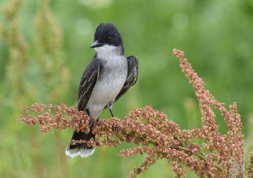 Eastern kingbird (commons.m.wikimedia.org/Andy Reago and Chrissy McClarren)