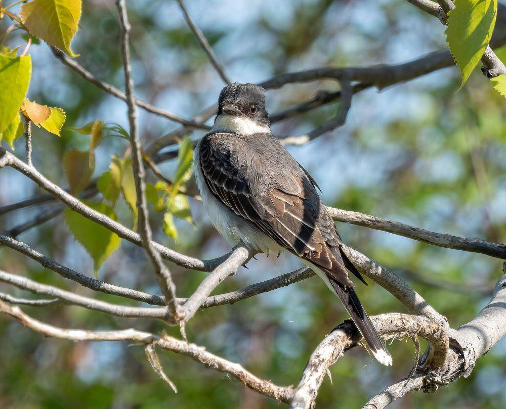 Eastern kingbird (commons.m.wikimedia.org/Rhododendrites)