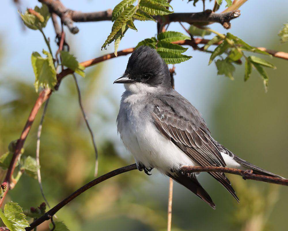 Eastern kingbird (commons.m.wikimedia.org/Cephas)