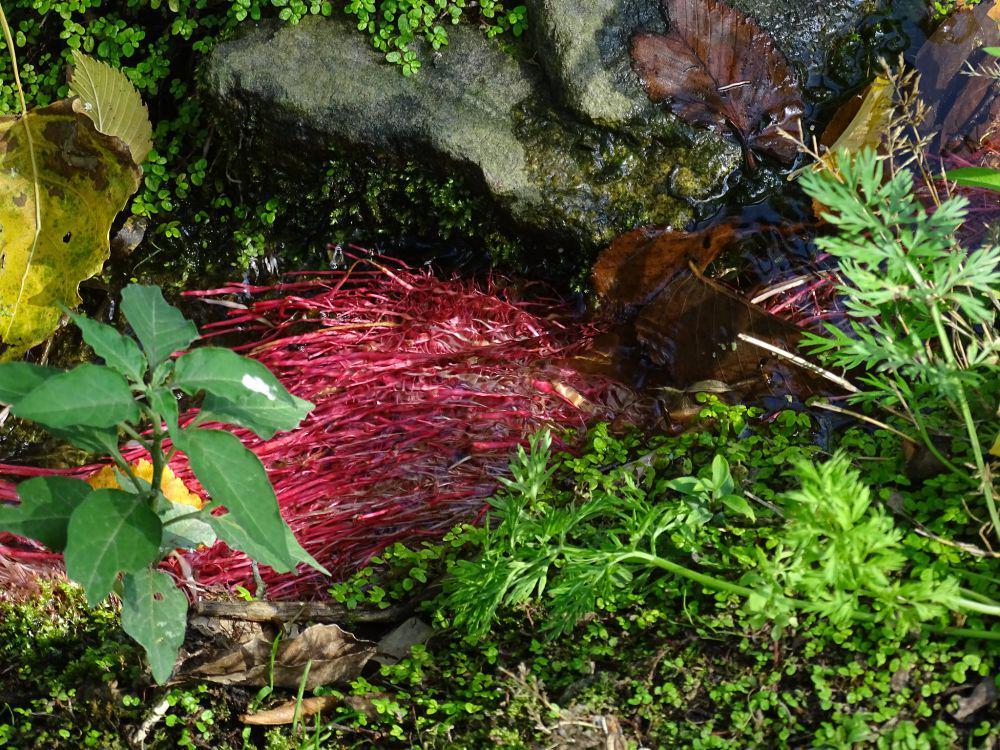 5 Fakta Menarik Alga Merah, Punya Peran Besar dalam Ekosistem Laut!