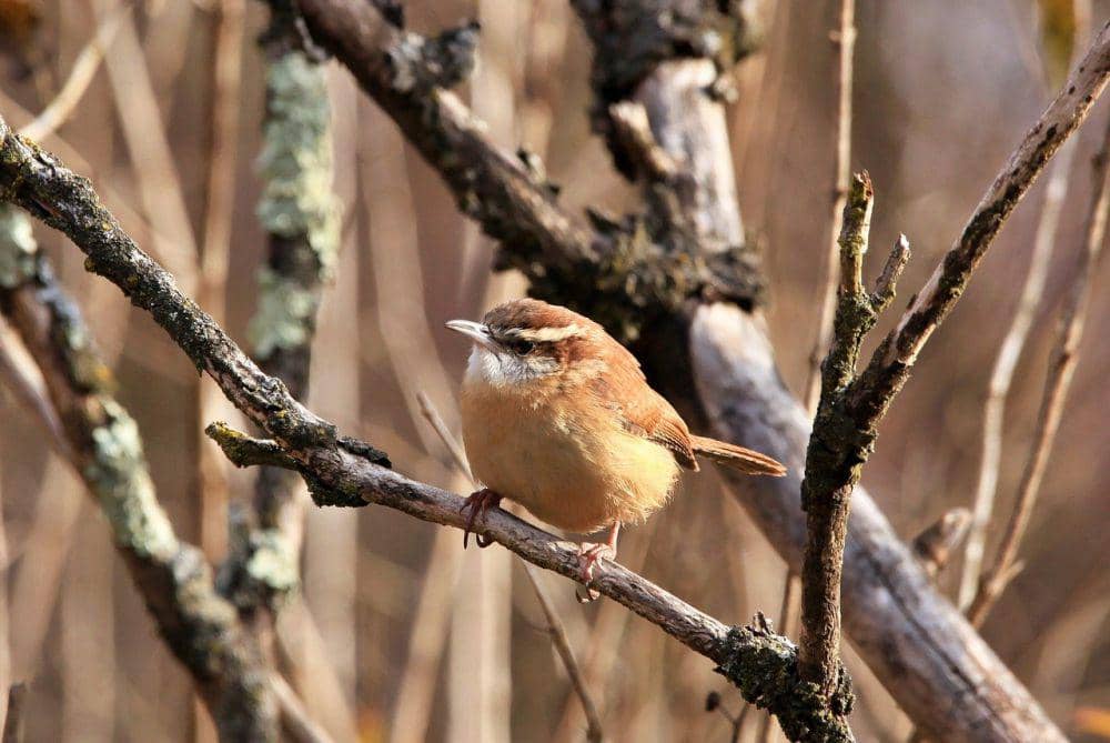 Carolina wren (pixabay.com/Lori)