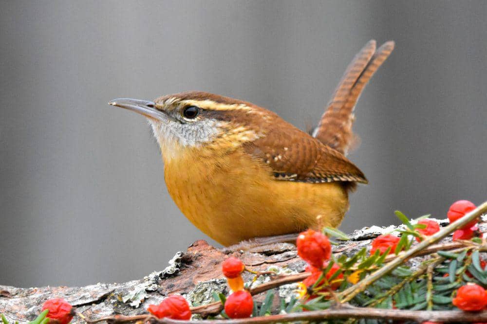 Carolina wren (pixabay.com/Jack Bulmer)