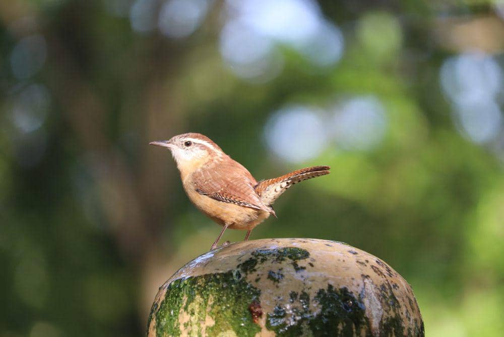 Carolina wren (pixabay.com/George)