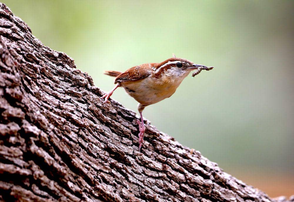 Carolina wren (pixabay.com/George)