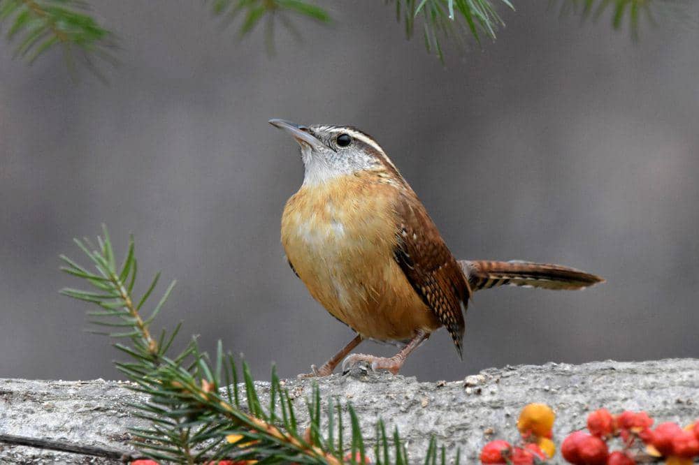 5 Fakta Menarik Carolina Wren, Hanya Jantan yang Bisa Bernyanyi