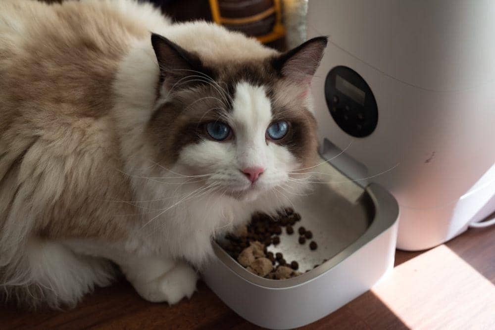 ilustrasi cat food (pexels.com/David Yu)