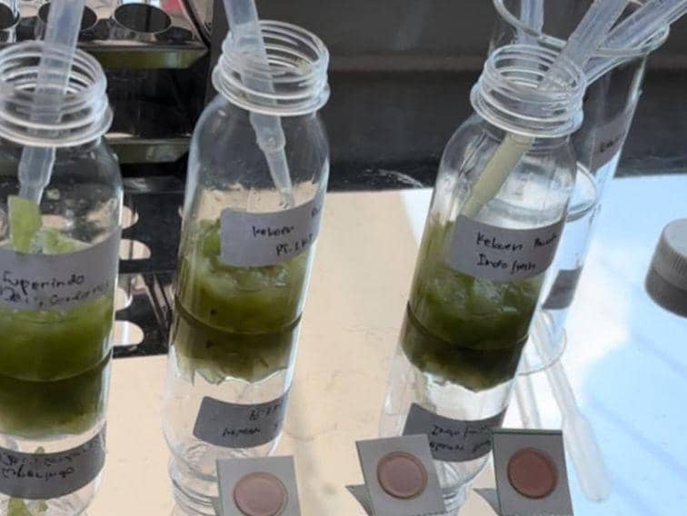 Anggur muscat saat di uji laboratorium oleh Dishanpan Jateng. (IDN Times/Dok Humas Pemprov Jateng)