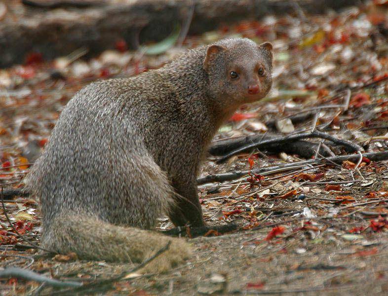 Meski punya penampilan imut, pilihan makanan garangan abu-abu india sangat beragam dan ekstrem. (commons.wikimedia.org/J.M.Garg)