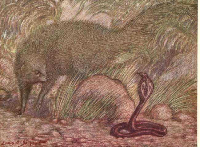 ilustrasi garangan abu-abu india ketika sedang memburu ular kobra (commons.wikimedia.org/Louis Sargent | Frank Finn)