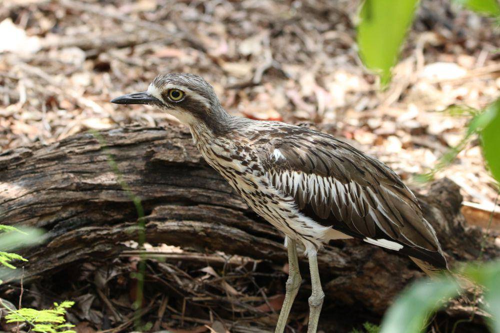 Wili-wili semak (inaturalist.org/Greg Tasney)