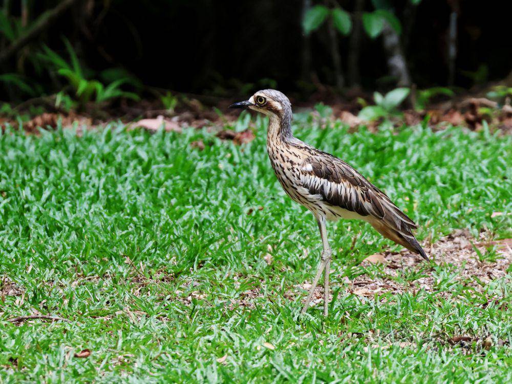 Wili-wili semak (inaturalist.org/Graham Winterflood)