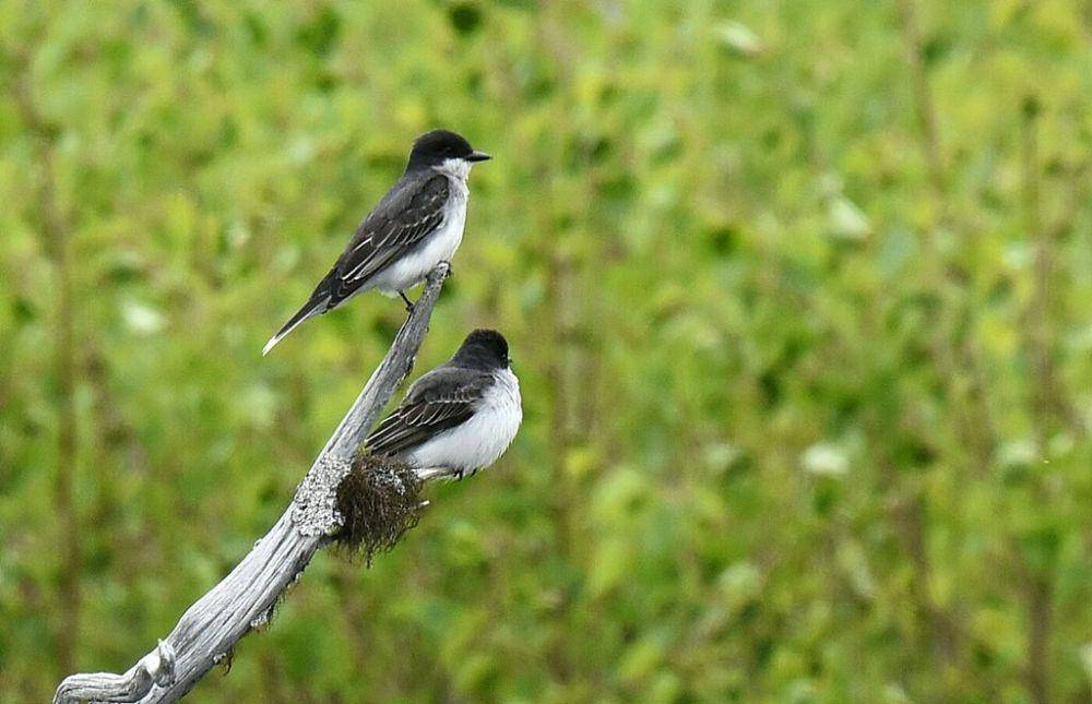 Eastern kingbird (inaturalist.org/Jimmy Fee)