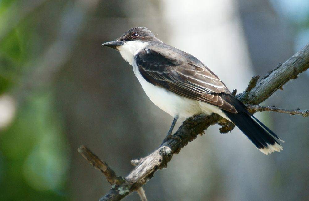 Eastern kingbird (inaturalist.org/psweet)
