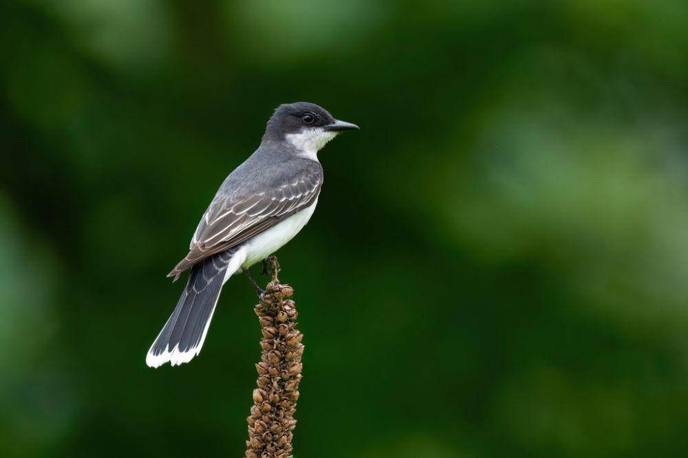 Eastern kingbird (inaturalist.org/Adam Jackson)