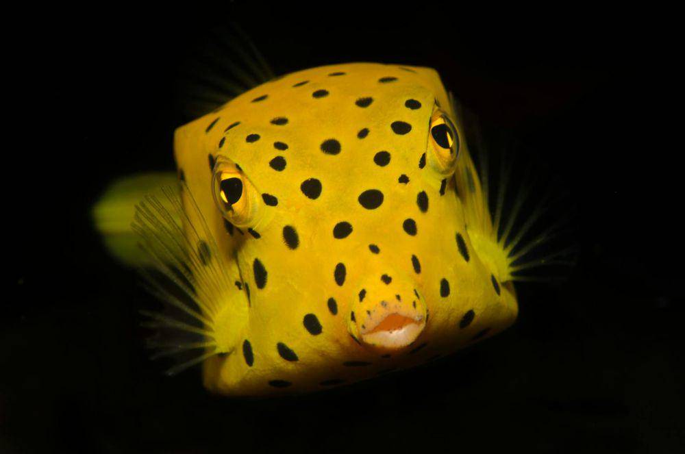 Boxfish (pexels.com/Ben Phillips)
