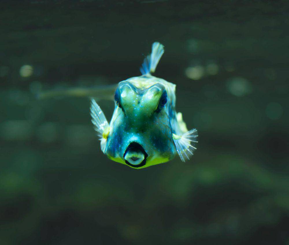 Boxfish (pexels.com/Nicole Menke)