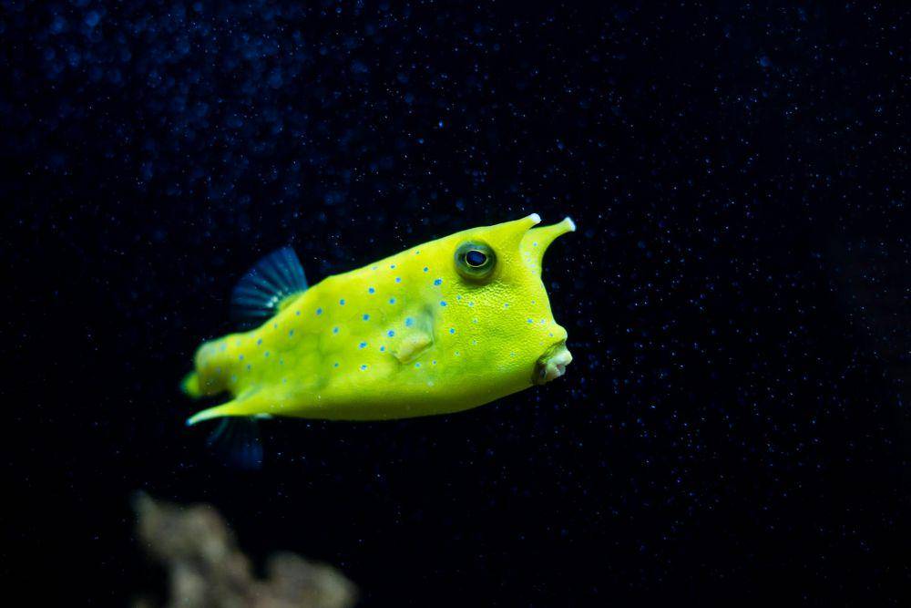 Boxfish (pexels.com/Vietnam Tri Duong Photographer)