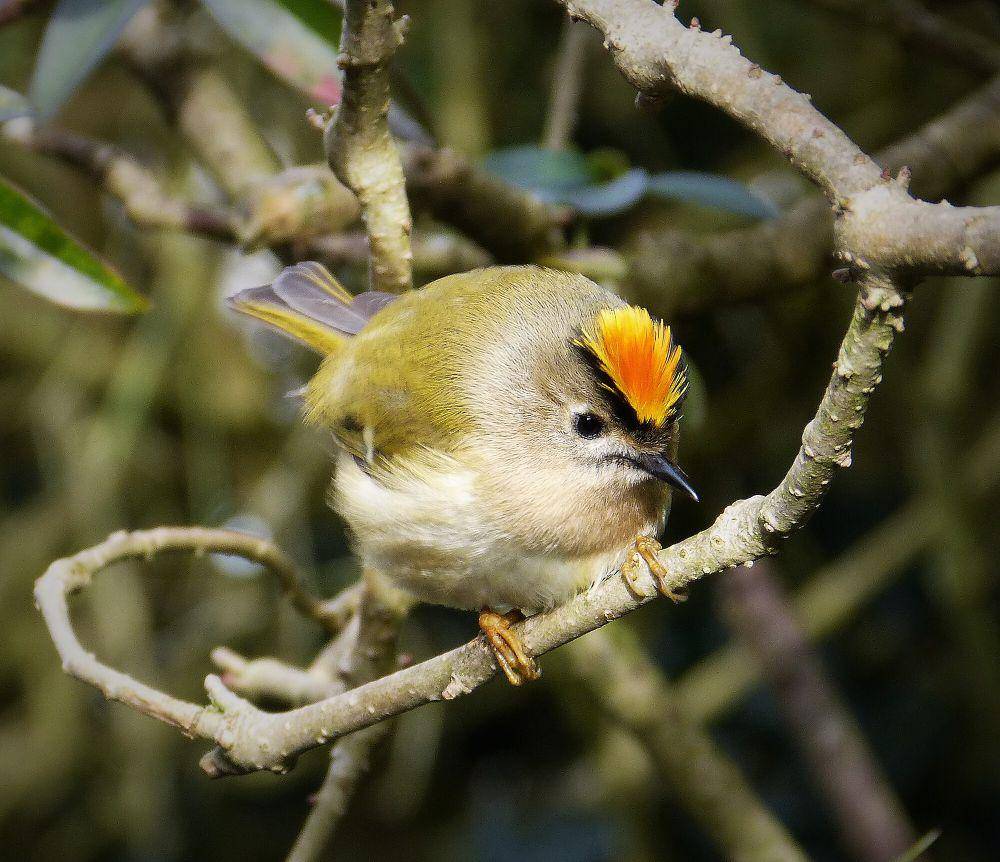 Goldcrest (commons.m.wikimedia.org/gailhampshire)