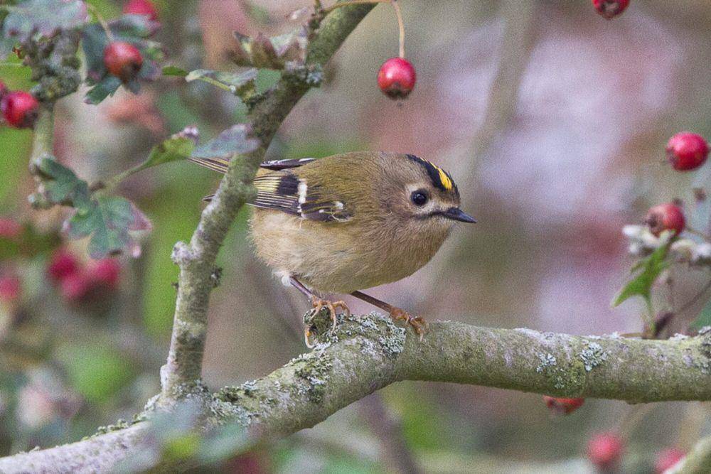 Goldcrest (commons.m.wikimedia.org/Ron Knight)