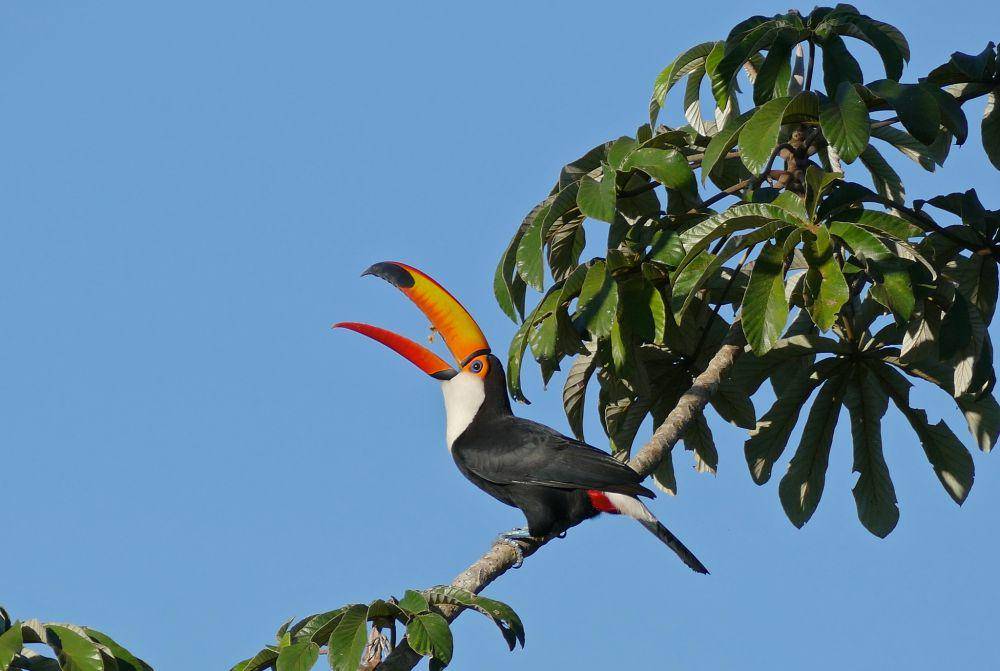 ilustrasi toco toucan (flickr.com/Bernard DUPONT)