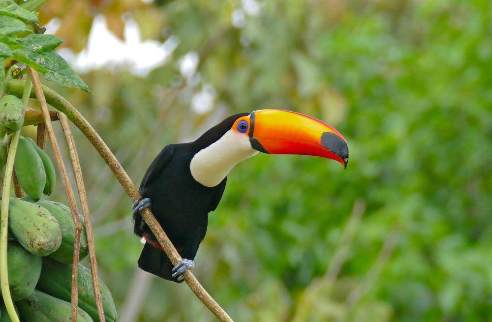 ilustrasi toco toucan (flickr.com/Bernard DUPONT)