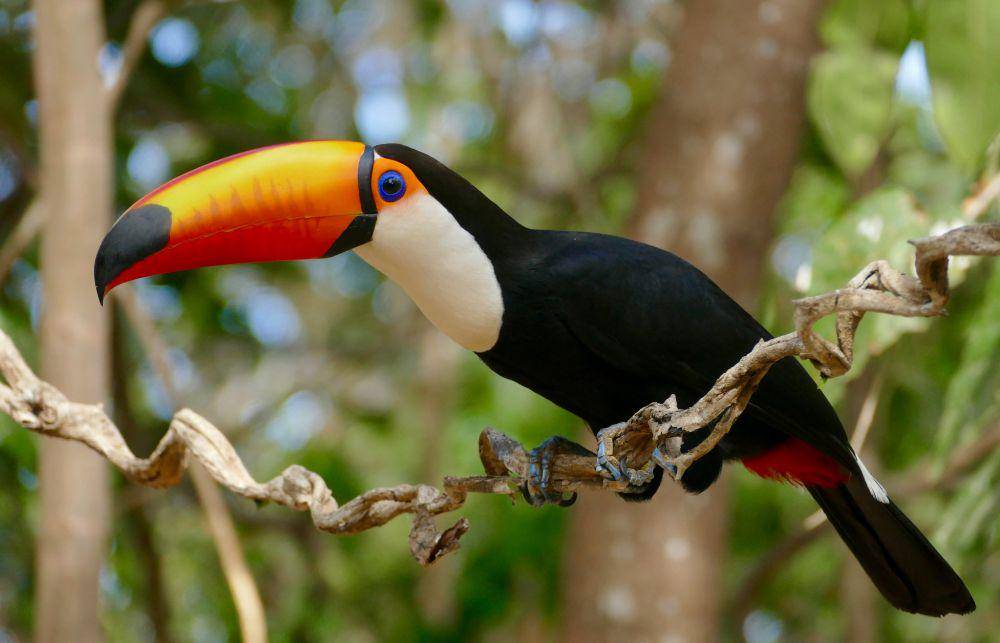 ilustrasi toco toucan (flickr.com/Bernard DUPONT)