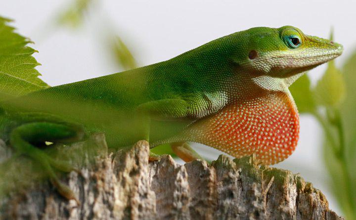 5 Fakta Menarik Anole Hijau, Punya Dewlap Cerah yang Sangat Menarik!