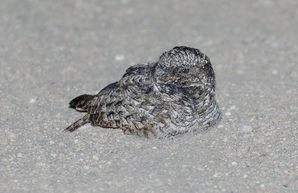 Common poorwill (flickr.com/Charles Gates)