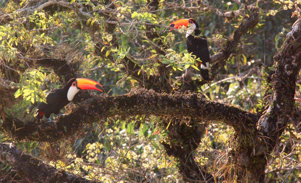 ilustrasi toco toucan (flickr.com/Samantha Beddoes)