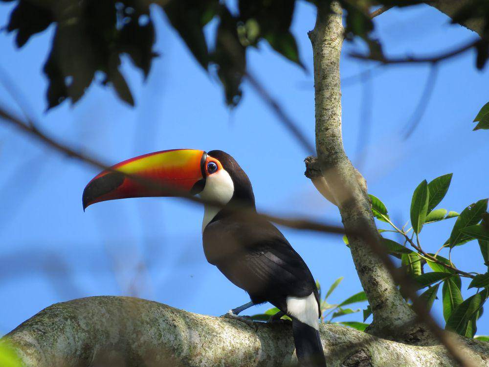 ilustrasi toco toucan (wikimedia.org/Erick Caldas Xavier)