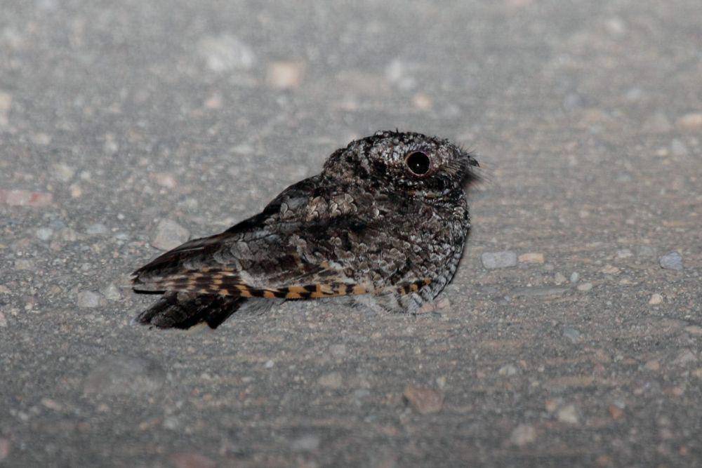 Common poorwill (commons.m.wikimedia.org/Dominic Sherony)