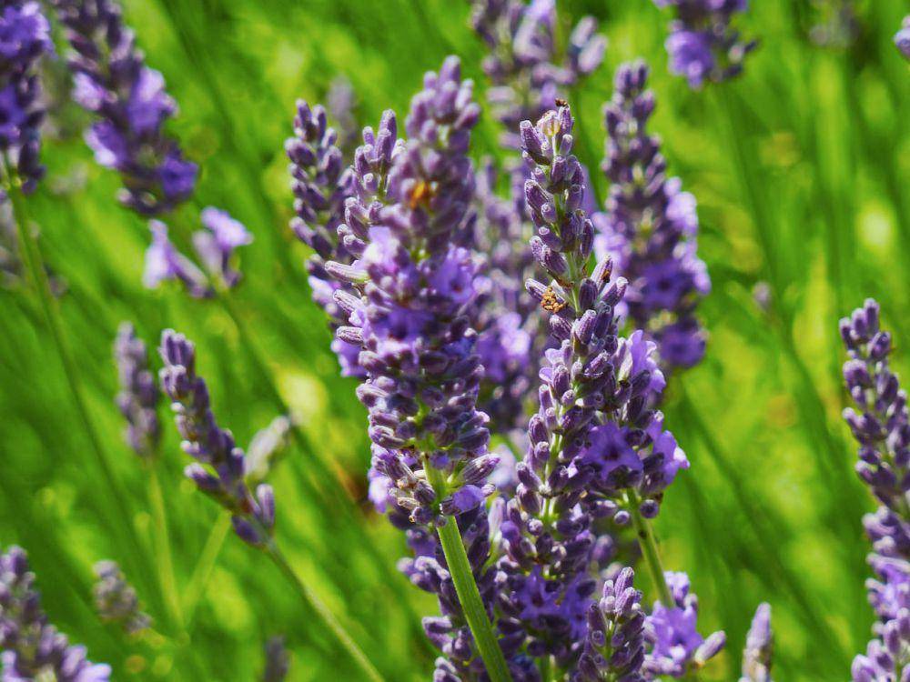ilustrasi tanaman Lavender (pexels.com/Serinus)