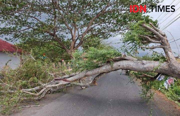 Foto pohon tumbang di depan SMAN 2 Woha (Dok/Istimewa)