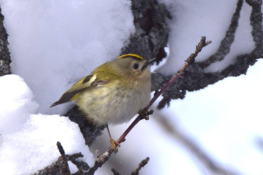 Goldcrest (inaturalist.org/Kudaibergen Amirekul)