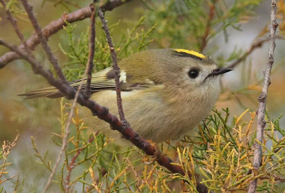 Goldcrest (inaturalist.org/Bernoit Nabholz)