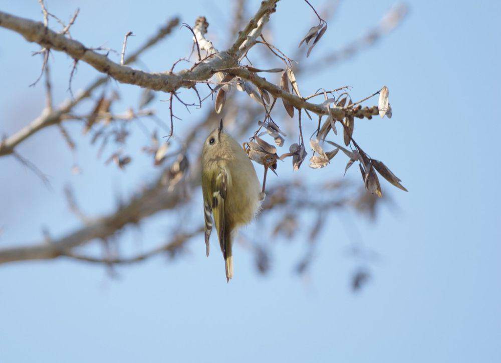 Goldcrest (inaturalist.org/Thibaud Aronson)