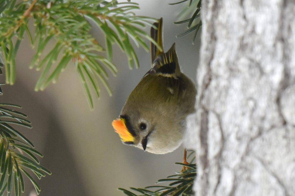 Goldcrest (inaturalist.org/Лариса Артемьева)