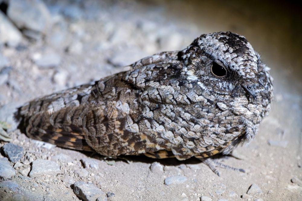 5 Kemampuan Unik Common Poorwill Bertahan di Habitat Ekstrem